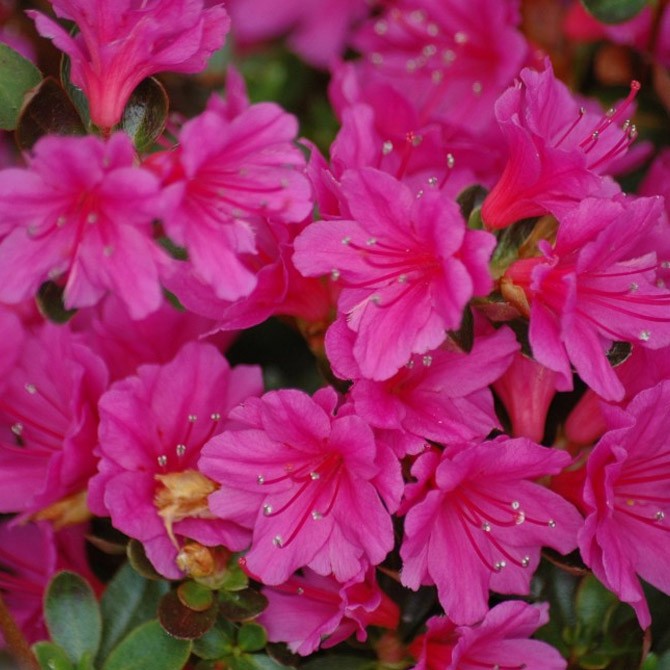 AZALEA JAPONICA RUSTICA AMOENA VASO 18CM