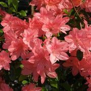 AZALEA JAPONICA RUSTICA BLAAUW'S ROSA VASO 23CM