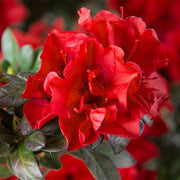 AZALEA BONFIRE IN VASO 19CM