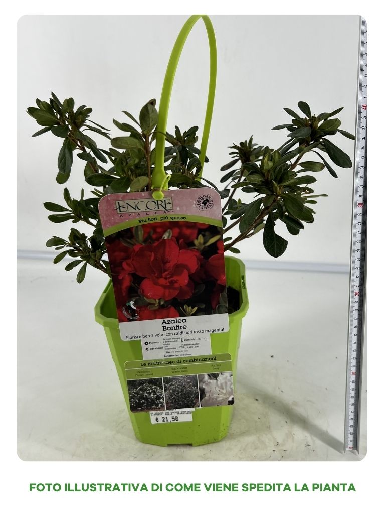AZALEA BONFIRE IN VASO 19CM