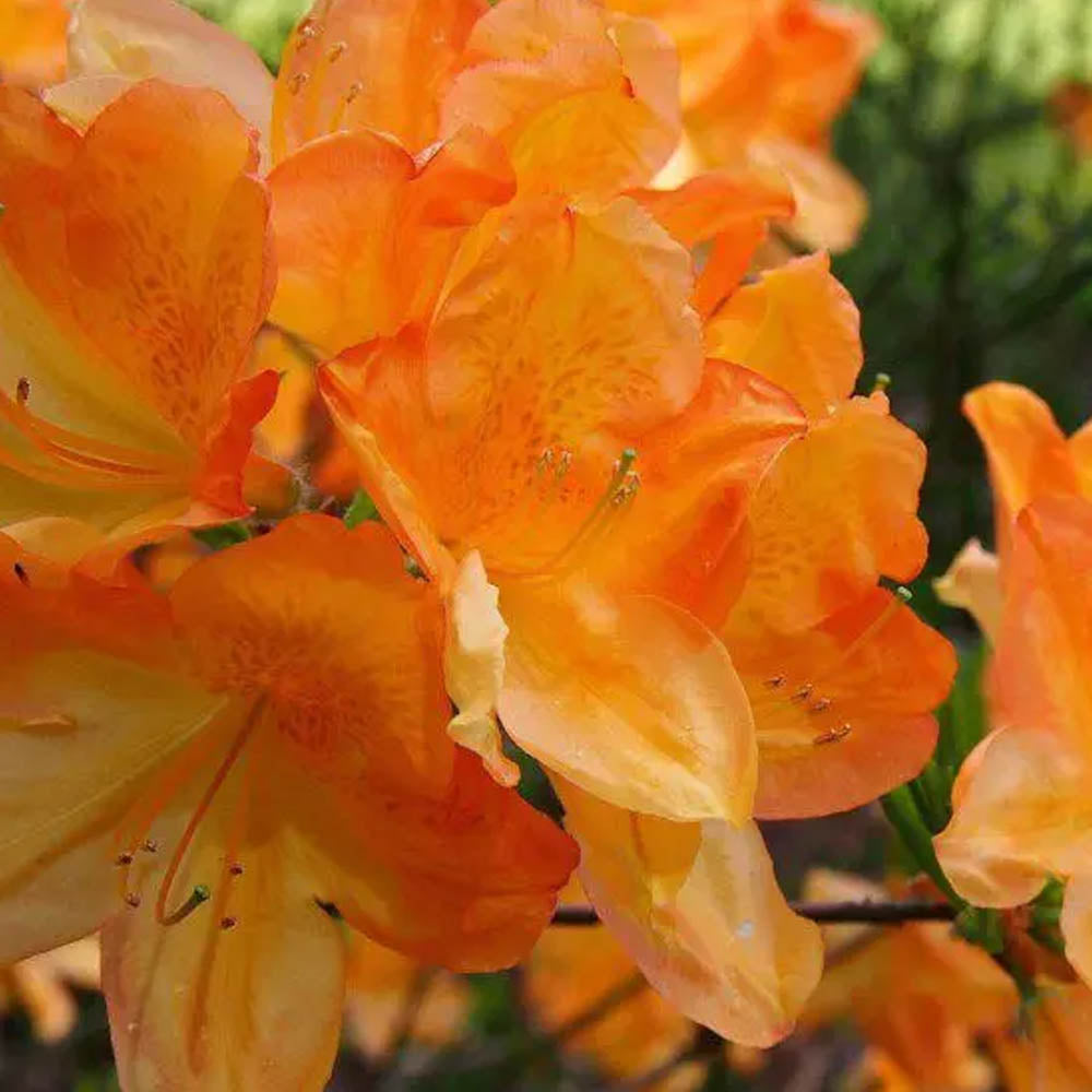 AZALEA KNAPHILL FANAL VASO 16CM GIALLO ARANCIO