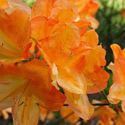 AZALEA KNAPHILL FANAL VASO 16CM GIALLO ARANCIO