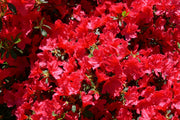 AZALEA JAPONICA RUSTICA ROSSA VASO 24CM