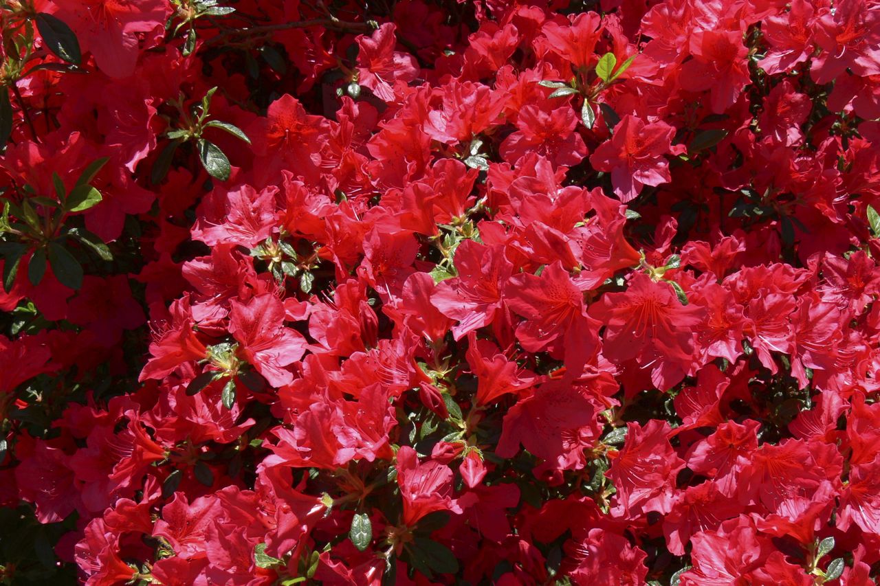 AZALEA JAPONICA RUSTICA ROSSA VASO 15CM