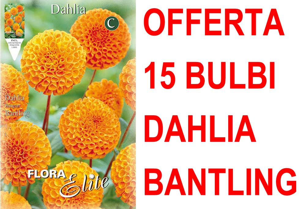 OFFERTA 15 BULBI DAHLIA POMPON BANTLING