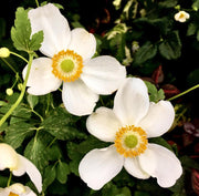 ANEMONE HYBRIDA LADY MARIA VASO DA 18CM