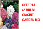 OFFERTA 45 BULBI GIACINTO GARDEN MIXED DI COLORI
