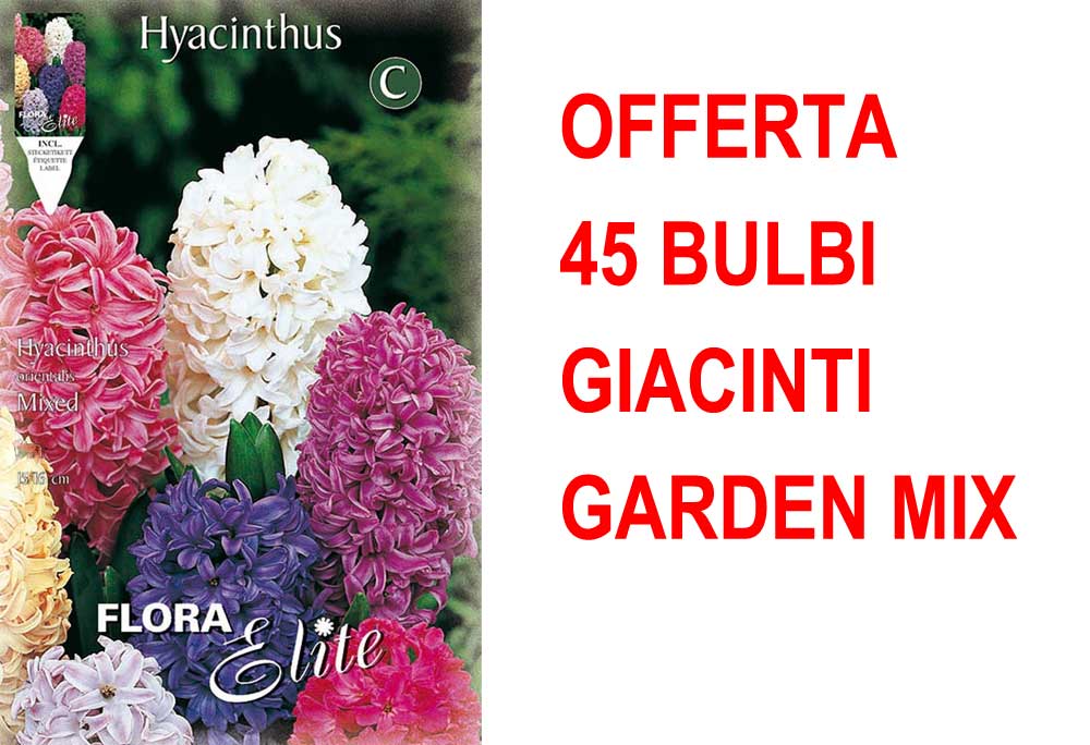 OFFERTA 45 BULBI GIACINTO GARDEN MIXED DI COLORI