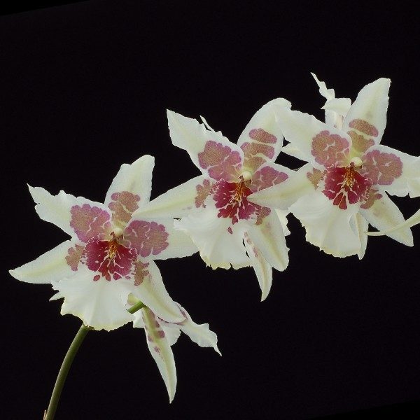 ORCHIDEA BEALLARA TAHOMA GLACIER VASO 12CM RARISSIMA