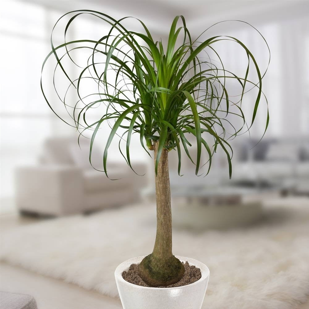 BEAUCARNEA O PIANTA MANGIAFUMO VASO 20CM