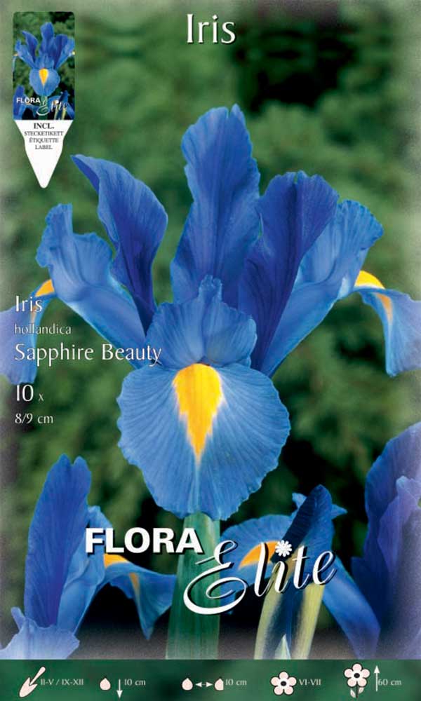 IRIS HOLLANDICA SAPPHIRE BEAUTY (CONFEZIONE DA 10 BULBI)