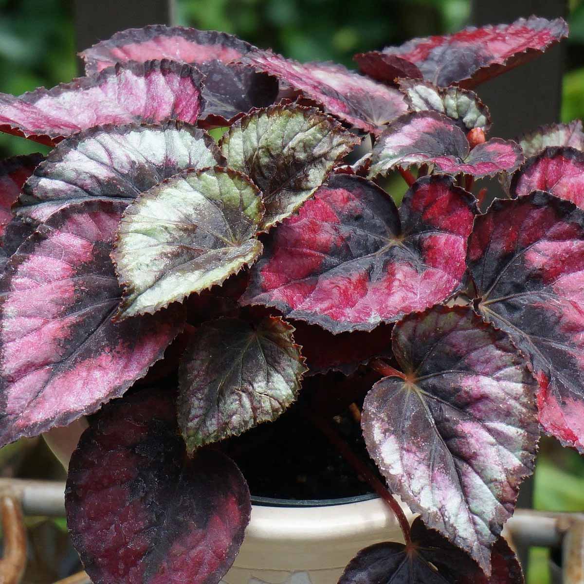 BEGONIA REX COLORI ASSORTITI IN VASO 12CM