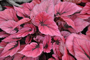BEGONIA BELEAF INDIAN SUMMER IN VASO DA 12CM