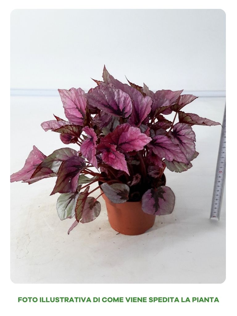 BEGONIA BELEAF INDIAN SUMMER IN VASO DA 12CM