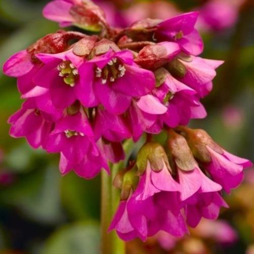 BERGENIA CORDIFOLIA SHOESHINE VASO 15CM