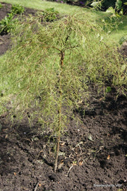 BETULA UTILIS KARACA VASO 23CM