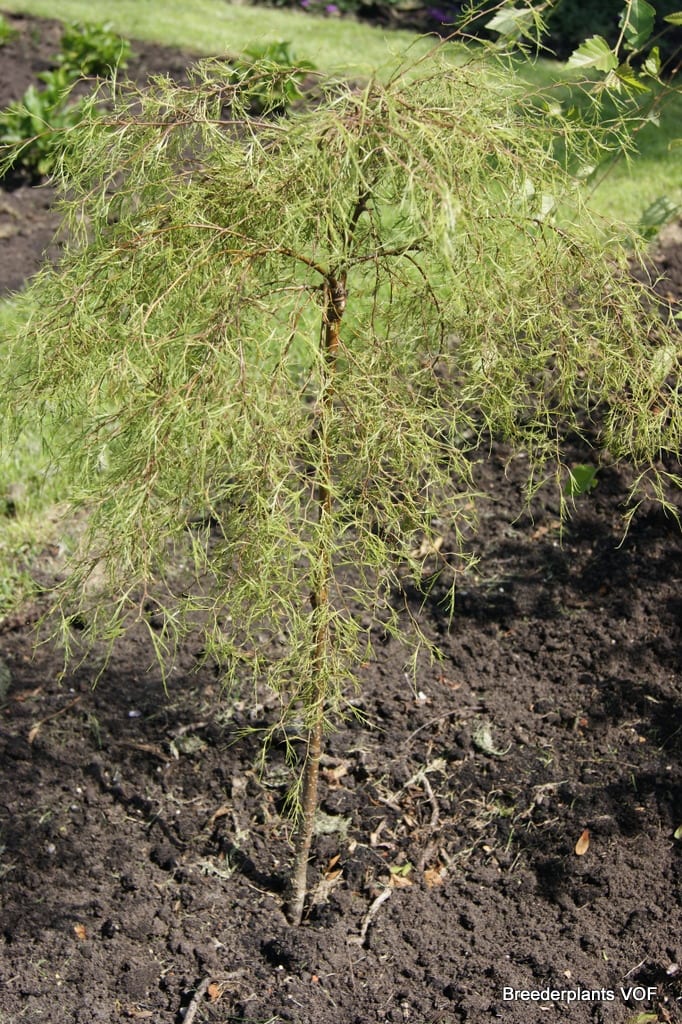 BETULA UTILIS KARACA VASO 23CM