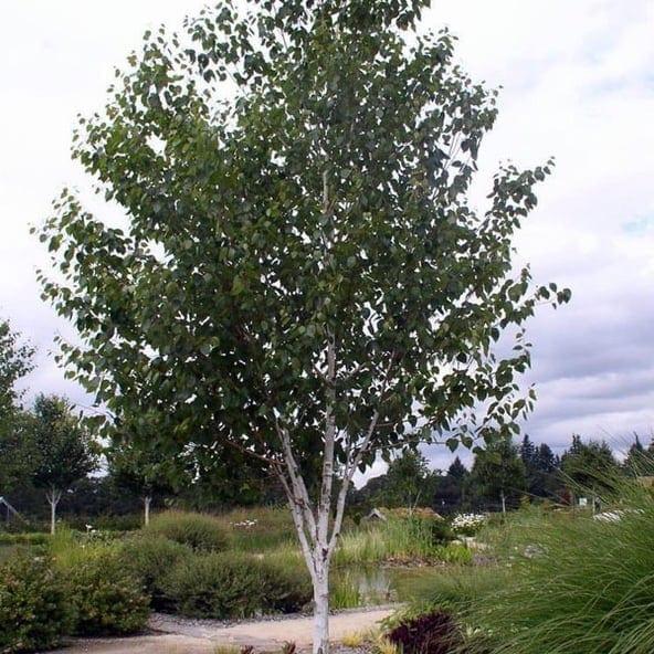 BETULA UTILIS JACQUEMONTII VASO 23CM