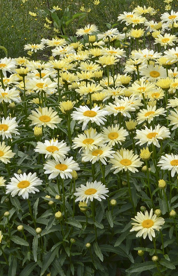 LEUCANTHEMUM MAXIMUM BANANA CREAM VASO 18CM
