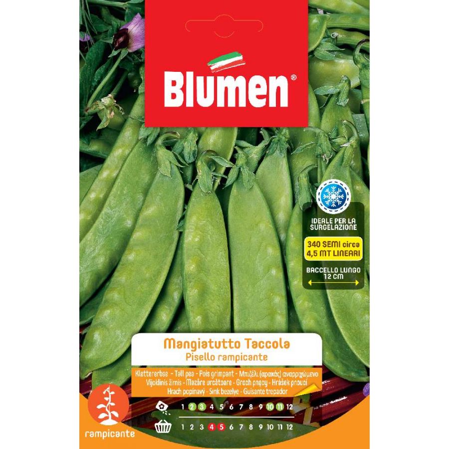 SEMI PISELLO PISELLI RAMPICANTE MANGIATUTTO TACCOLA