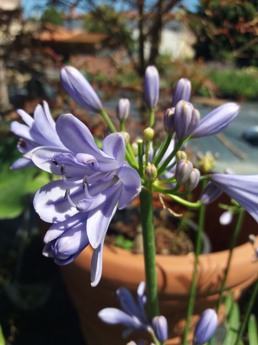 AGAPANTHUS BLUE STORM VASO 18CM