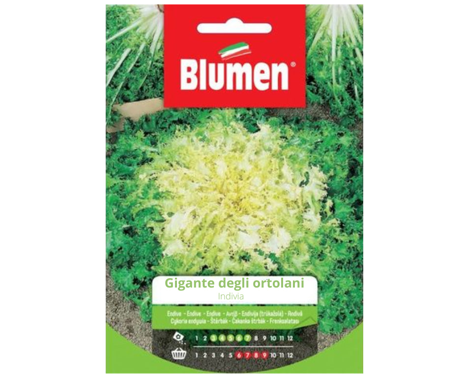 SEMI INDIVIA GIGANTE DEGLI ORTOLANI