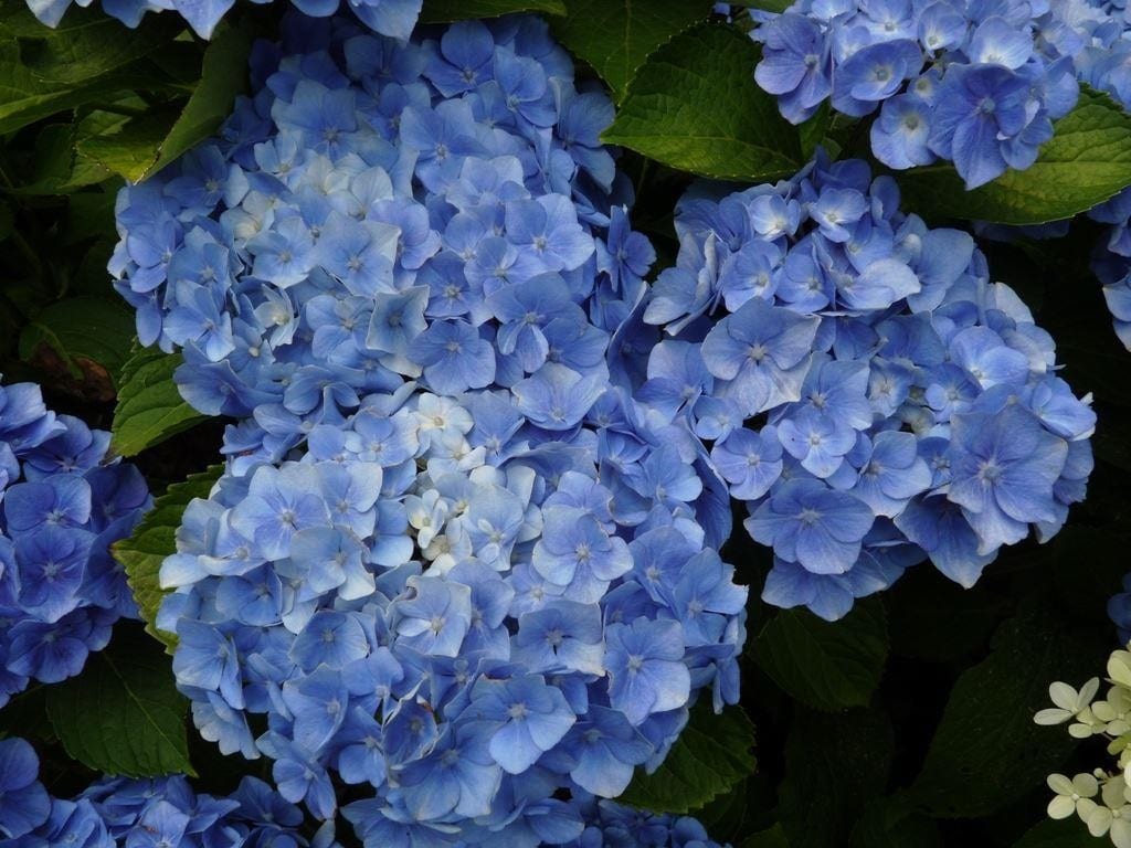 ORTENSIA HYDRANGEA MACROPHYLLA BODENSEE BLUE VASO 18CM