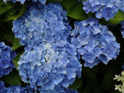 ORTENSIA HYDRANGEA MACROPHYLLA BODENSEE BLUE VASO 18CM