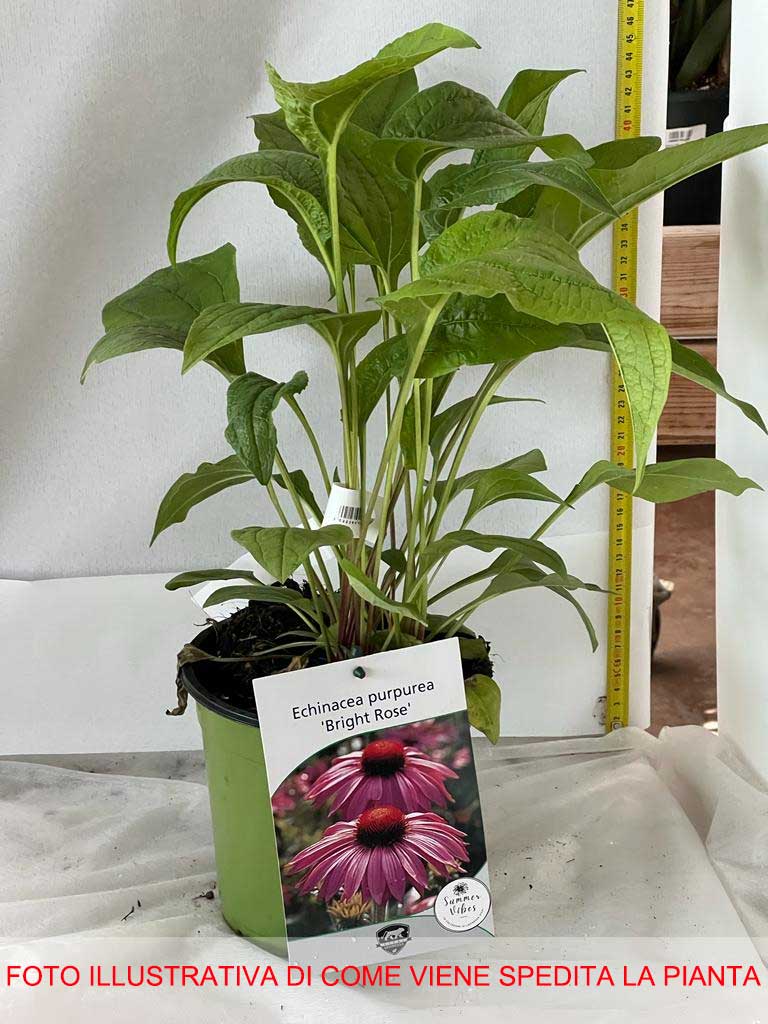 ECHINACEA PURPUREA VASO 18CM