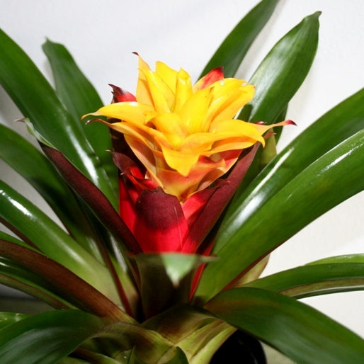 GUZMANIA ARANCIONE SOLEDO IN VASO 12CM