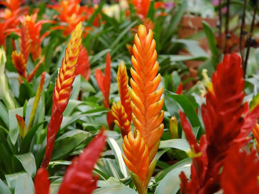 VRIESEA SPLENDENS ROSSA IN VASO 12CM