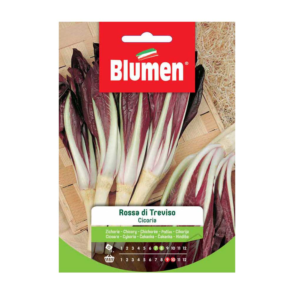 SEMI CICORIA ROSSA DI TREVISO BLUMEN