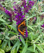 BUDDLEJA BUTTERFLY TOWER FUCSIA VASO DA 18CM