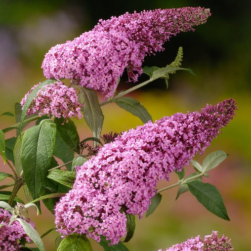BUDDLEJA PINK DELIGHT VASO DA 17CM