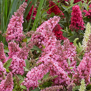 BUDDLEJA DAVIDII LITTLE PINK VASO 18CM
