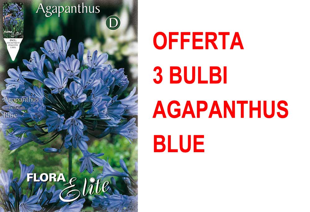 OFFERTA 3 BULBI DI AGAPANTHUS BLUE