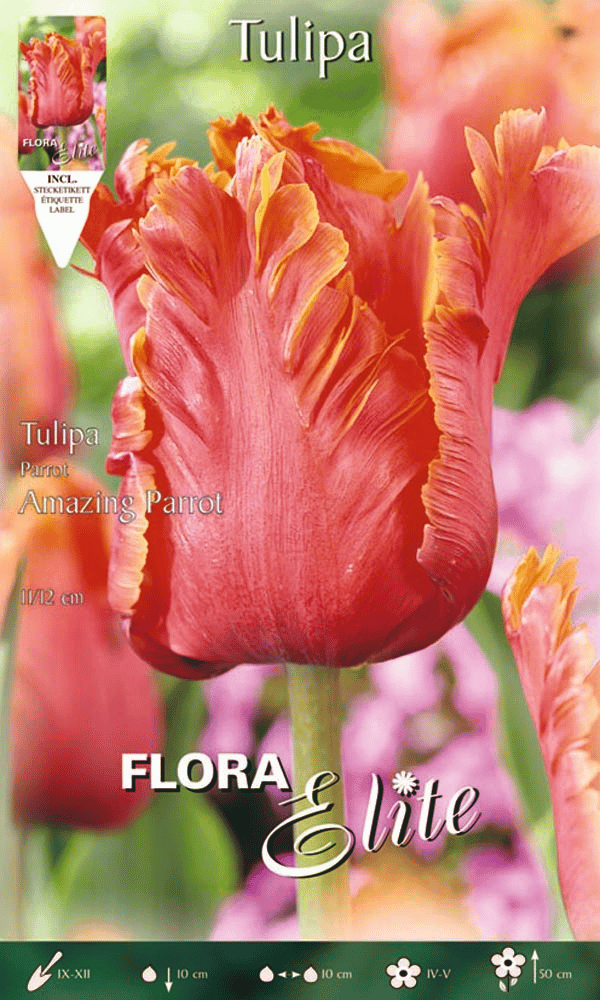 TULIPANO AMAZING PARROT (CONFEZIONE DA 7 BULBI)