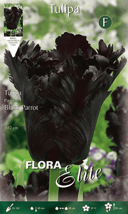 TULIPANO BLACK PARROT (CONFEZIONE DA 7 BULBI)