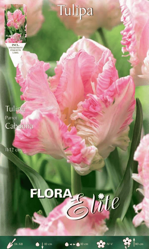 TULIPANO PARROT CABANNA (CONFEZIONE DA 7 BULBI)