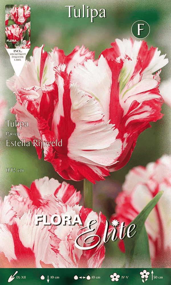 TULIPANO PARROT ESTELLA RIJNVELD (CONFEZIONE DA 7 BULBI)