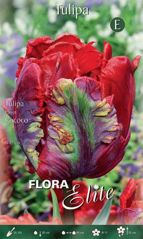 TULIPANO PARROT ROCOCO (CONFEZIONE DA 7 BULBI)