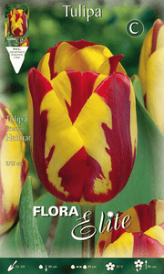 TULIPANO REMBRANDT HELMAR (CONFEZIONE DA 7 BULBI)