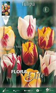 TULIPANO REMBRANDT MIX DI COLORI (CONFEZIONE DA 7 BULBI)