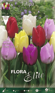TULIPANO PRINCE MIX DI COLORI (CONFEZIONE DA 7 BULBI)