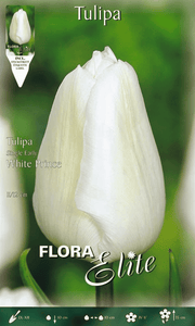 TULIPANO WHITE PRINCE (CONFEZIONE DA 7 BULBI)