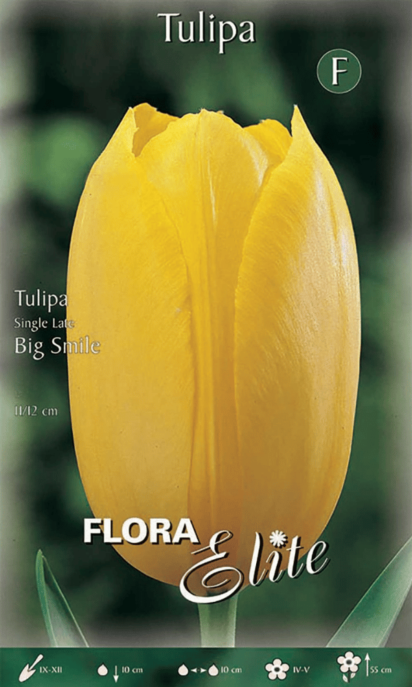TULIPANO SINGLE LATE BIG SMILE (CONFEZIONE DA 7 BULBI)
