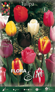 TULIPANO SINGLE LATE MIX DI COLORI (CONFEZIONE DA 7 BULBI)