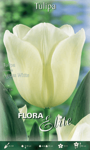 TULIPANO TRIUMPH AGRASS WHITE (CONFEZIONE DA 7 BULBI)