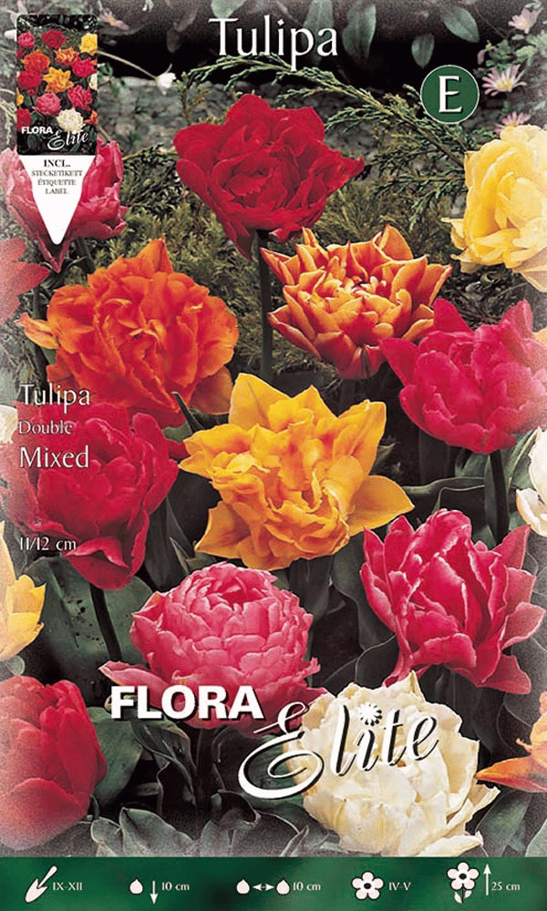 TULIPANO A FIORE DOPPIO MIX DI COLORI (CONFEZIONE DA 7 BULBI)