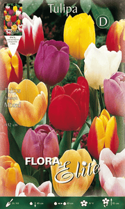 TULIPANO TRIUMPH MIX DI COLORI (CONFEZIONE DA 7 BULBI)